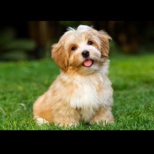 Meet your Posher, Reier